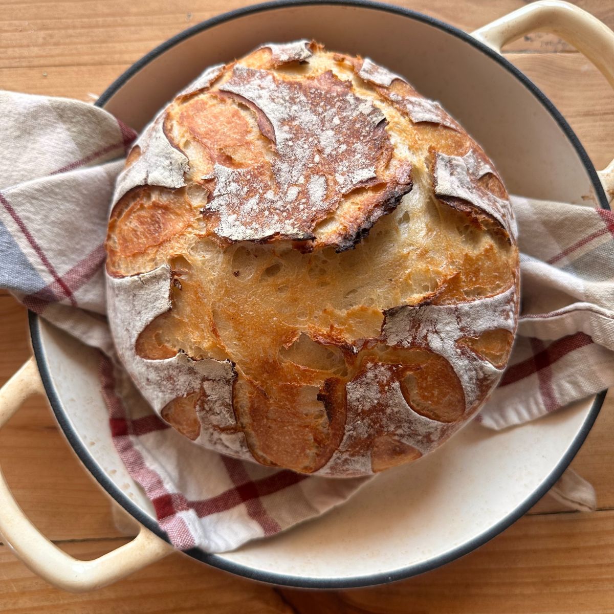 a loaf of baked sourdough bread in a large white Dutch oven. A striped towel lies underneath the loaf